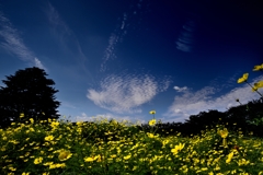 Autumn sky and yellow brightness