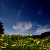 Autumn sky and yellow brightness
