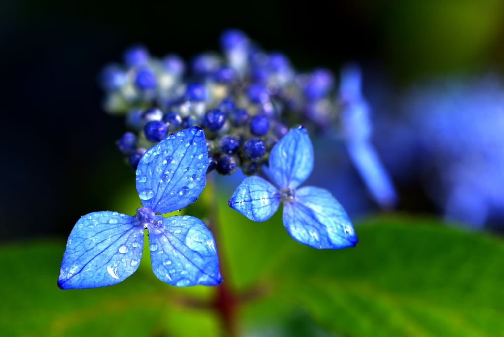 Metallic hydrangea