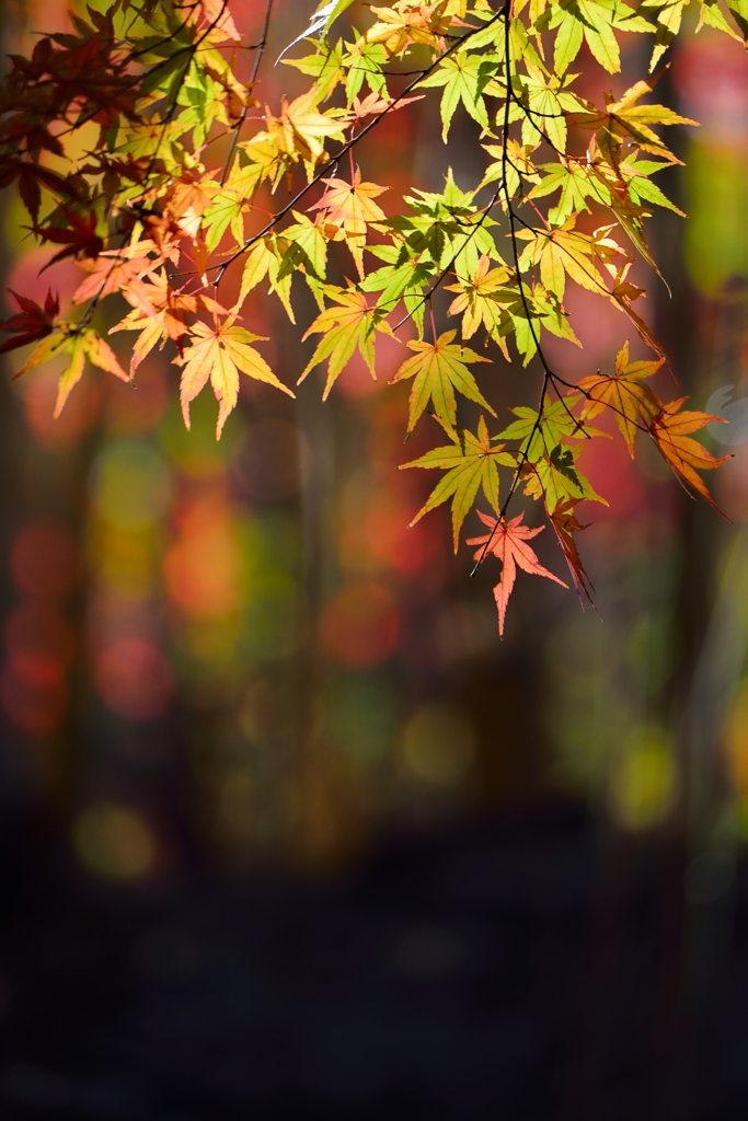 煌　秋Ⅱ