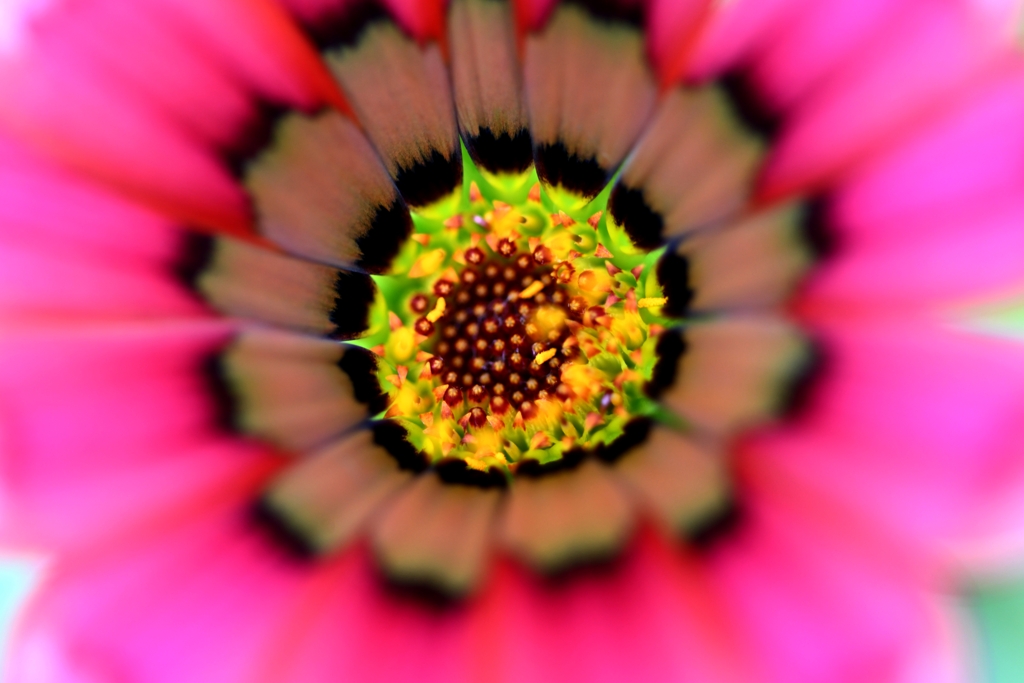 花中の宝石箱や～!