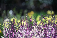 Flowering cabbage