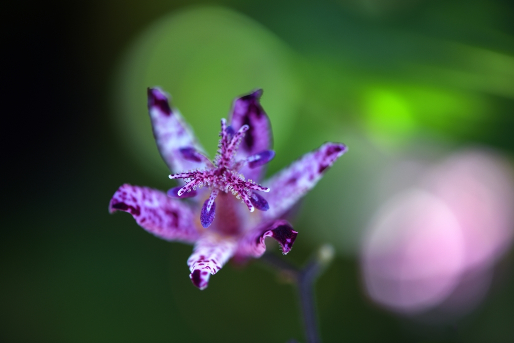 Toad lily