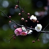 春 日 野