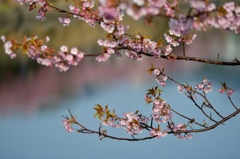 桜月を清流に映して