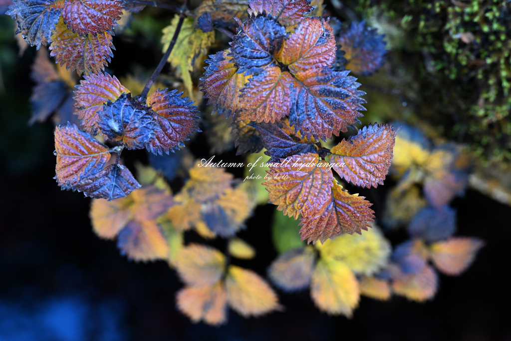 小紫陽花の秋Ⅰ