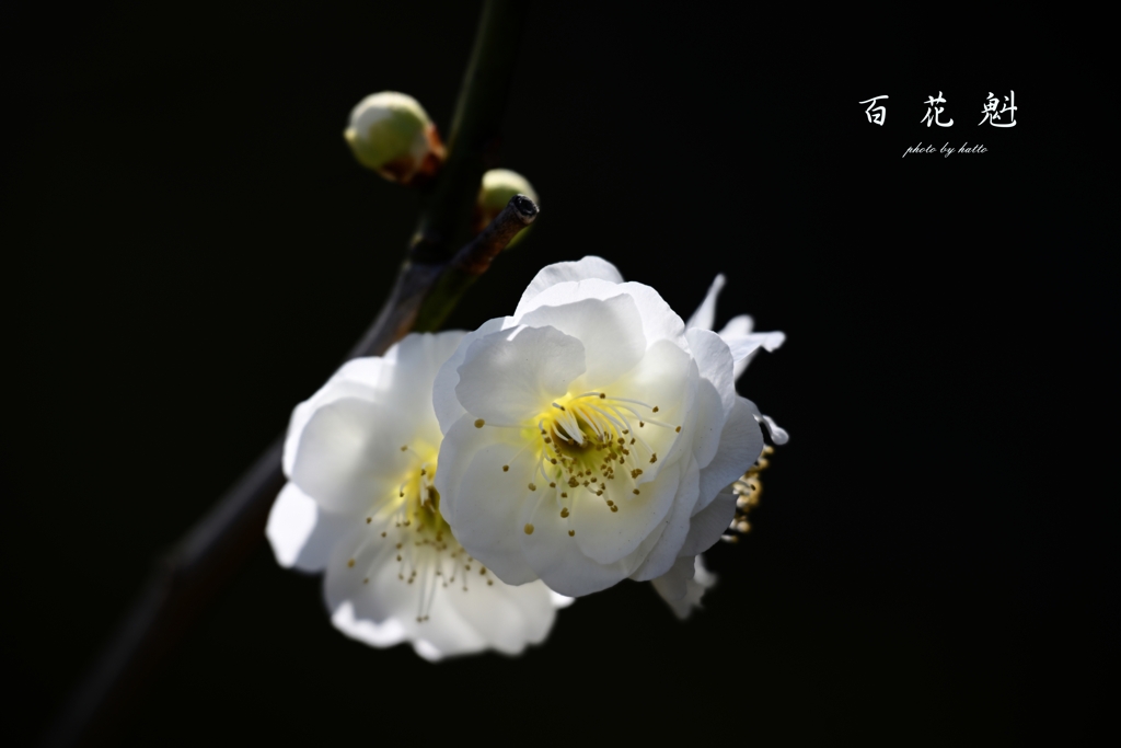百 花 魁