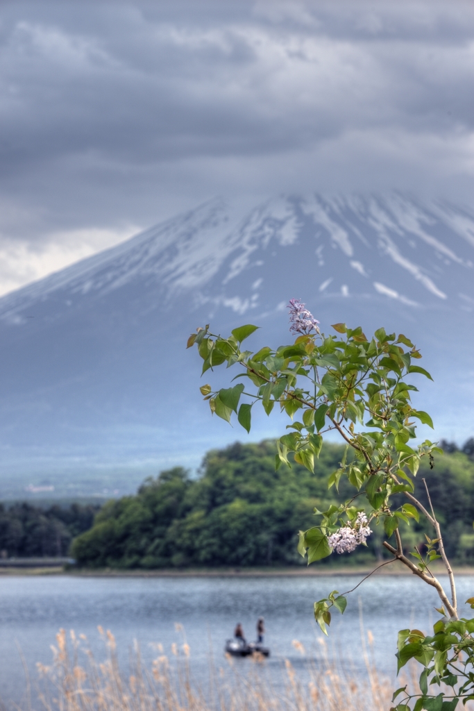 リラの咲く頃