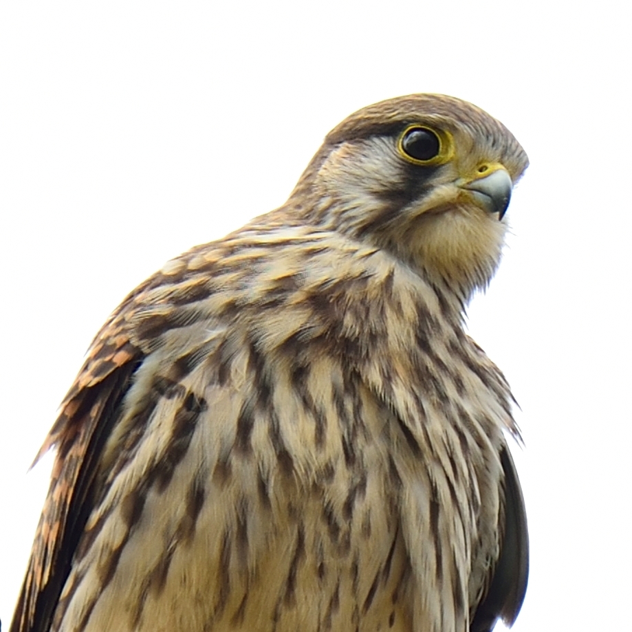 鳥ゲンザンボー