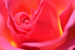 La Vie en rose