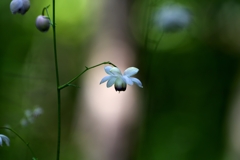 Flower bell ring in the forest