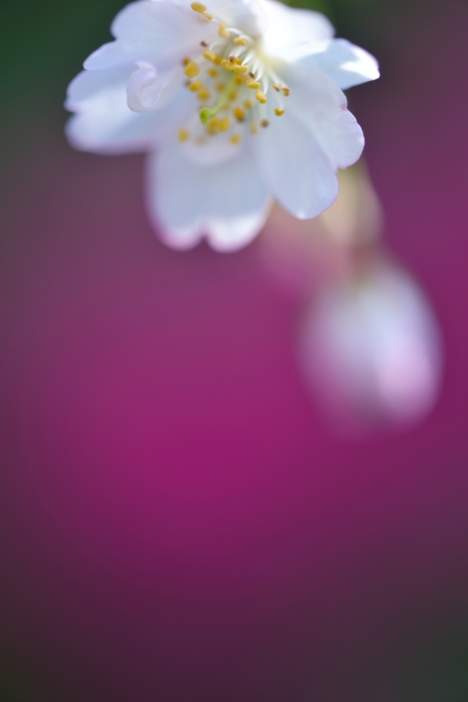 静　桜