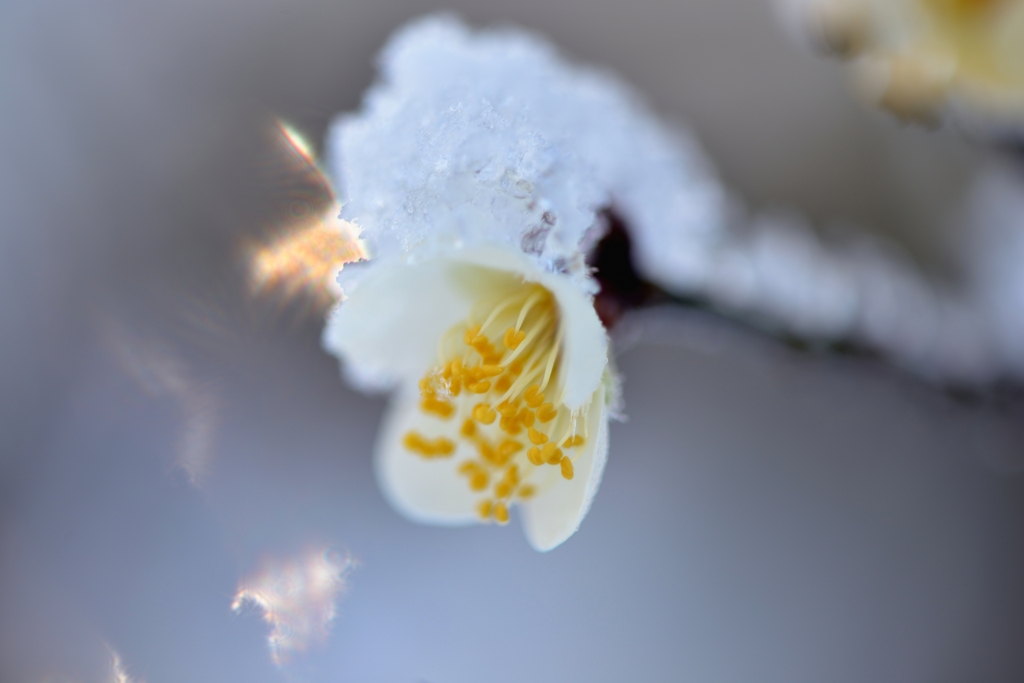 雪魄氷姿