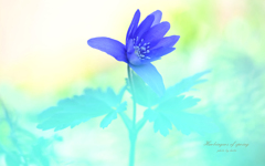 春の訪れを告げる