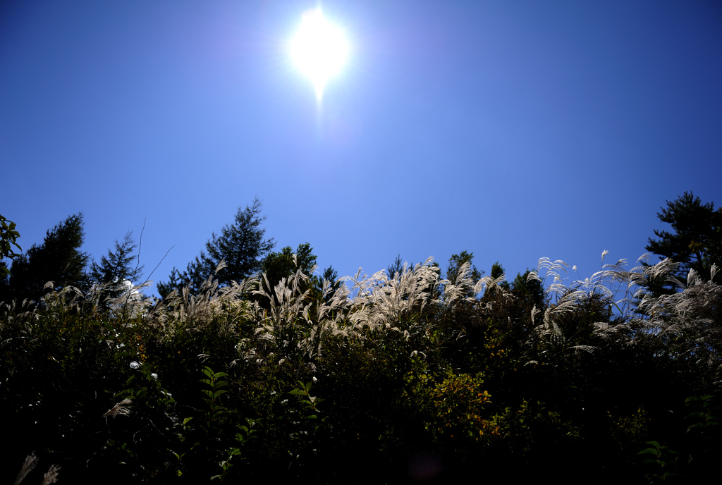 秋陽に映える尾花