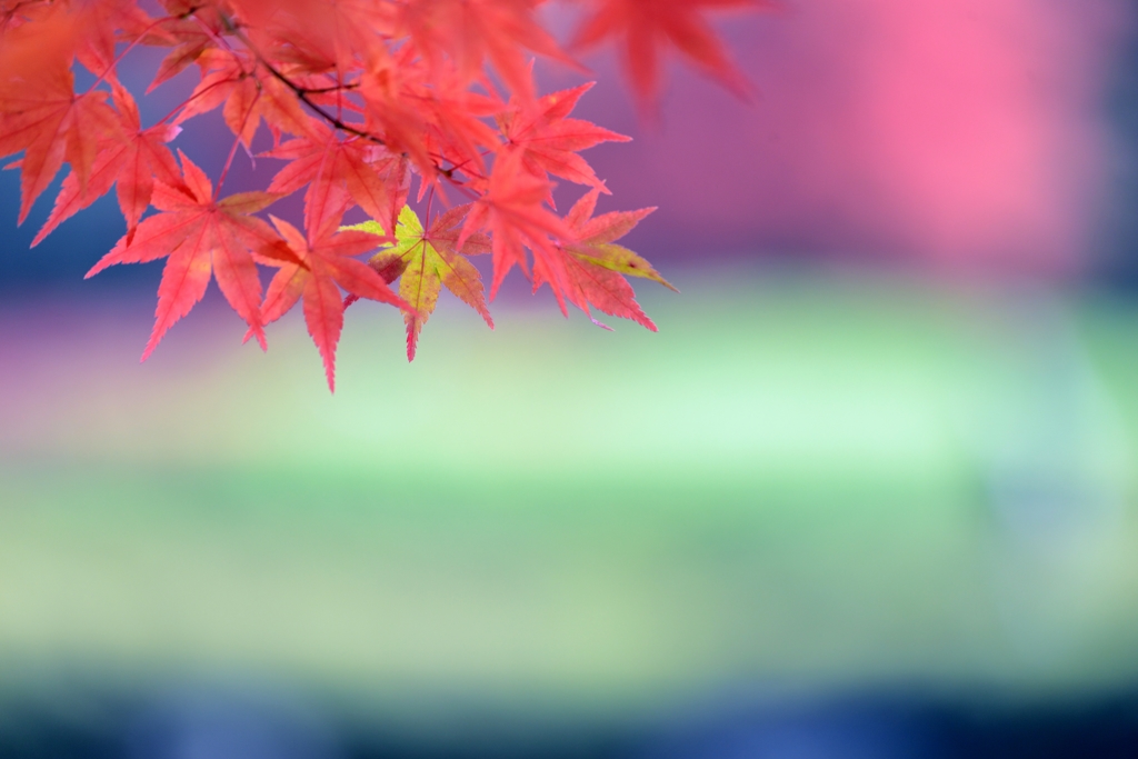 十二単　青紅葉