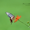 Kiss on wildflowers
