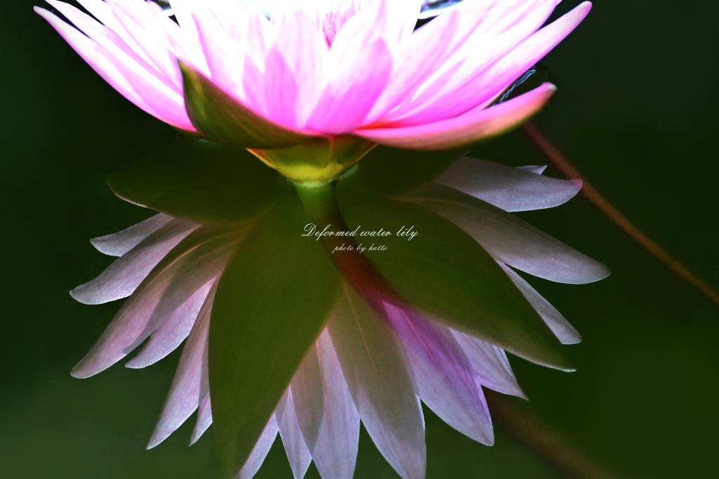 Deformed water lily