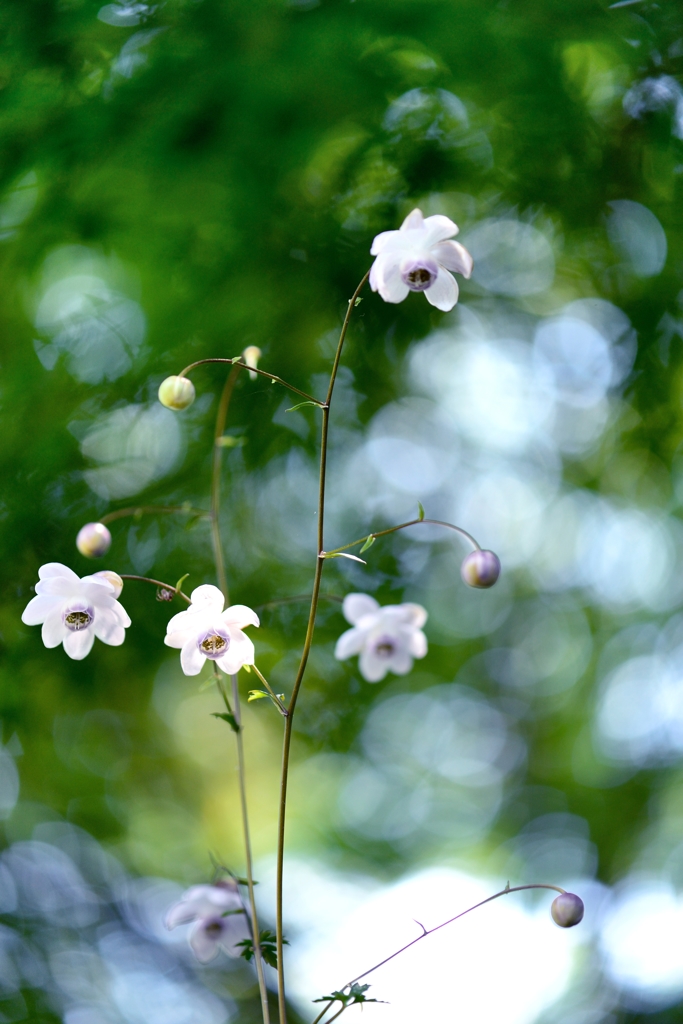 花　鈴