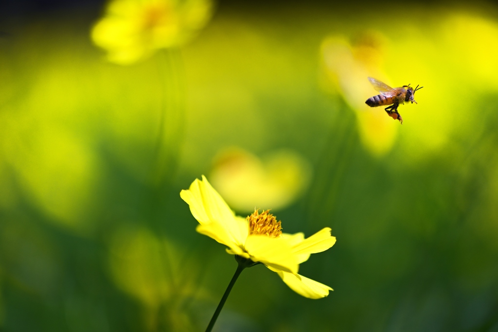 fancy yellow