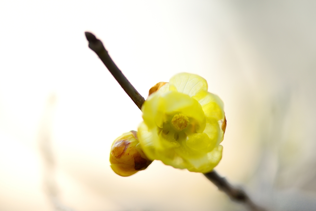 蕩　心　花（とうしんか）