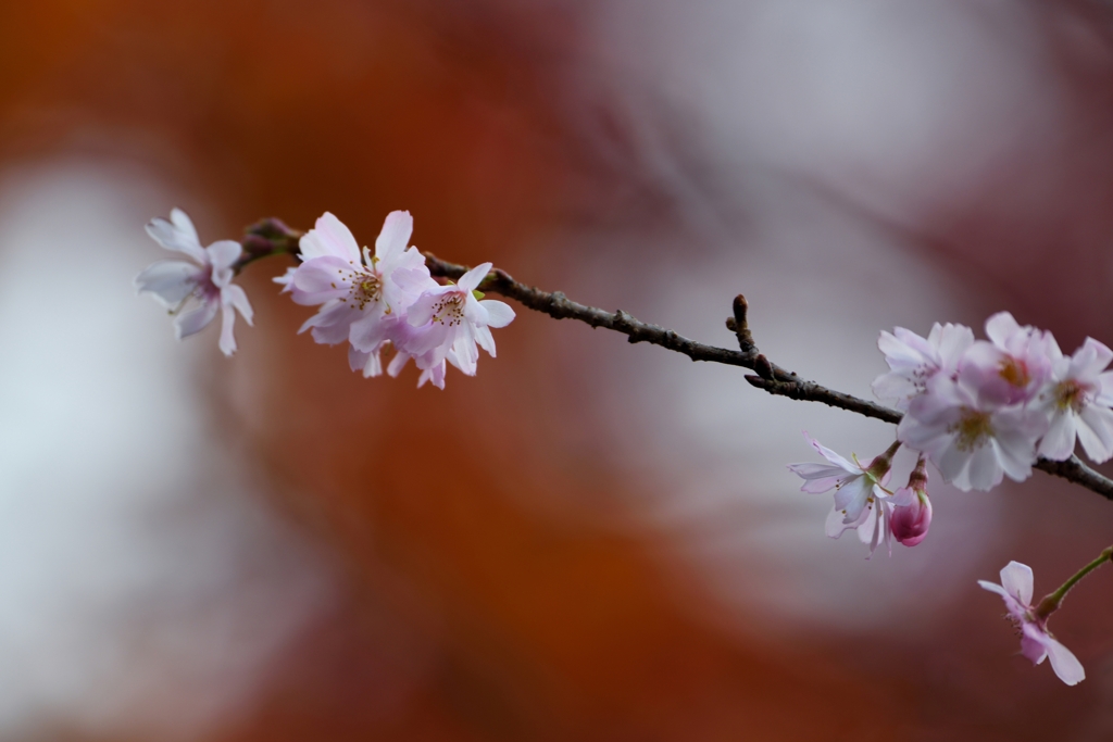 十月桜紅葉と供に