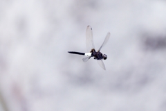 Dragonfly fly