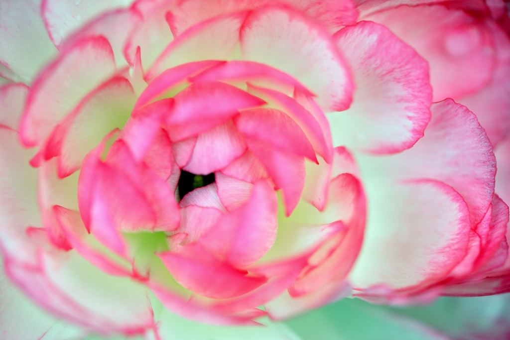 花　鱗