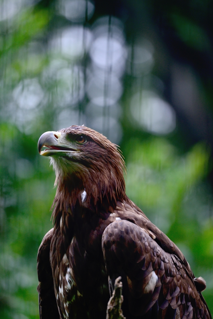 Golden eagle