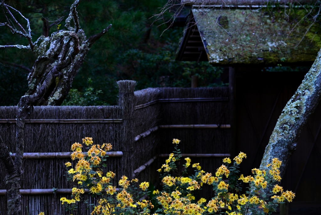 東慶寺の小菊