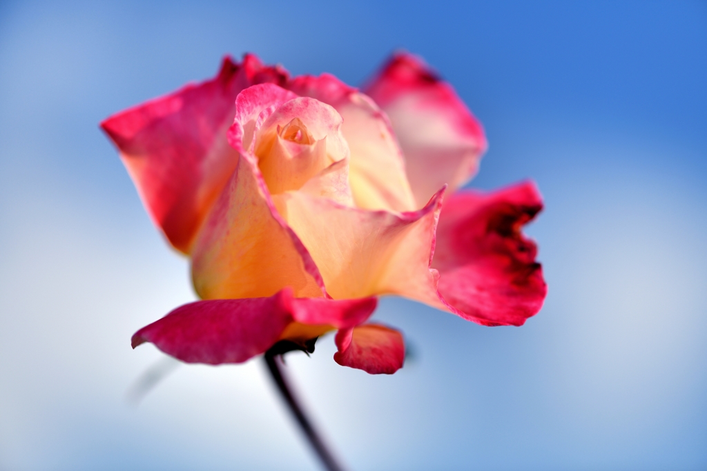 爽秋の薔薇
