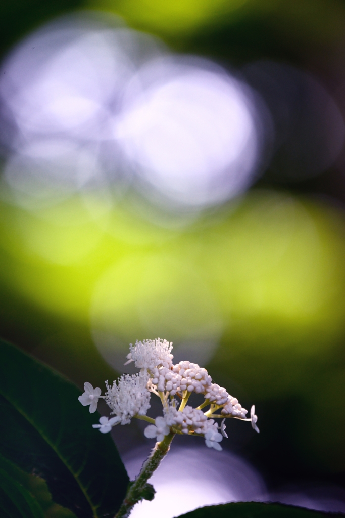 玉紫陽花と玉暈け