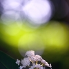 玉紫陽花と玉暈け