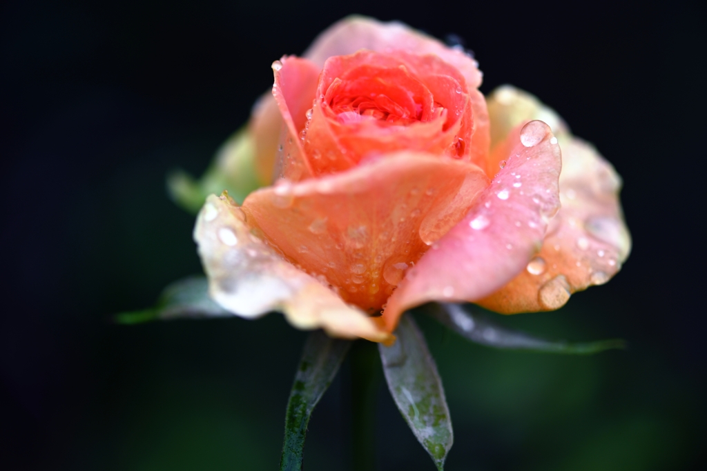 雨の日のブラス・バンド