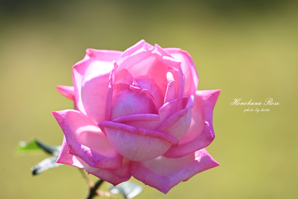 ほの花菜