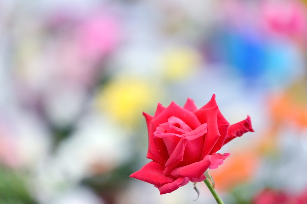 秋薔薇のかほり