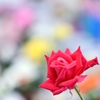 秋薔薇のかほり