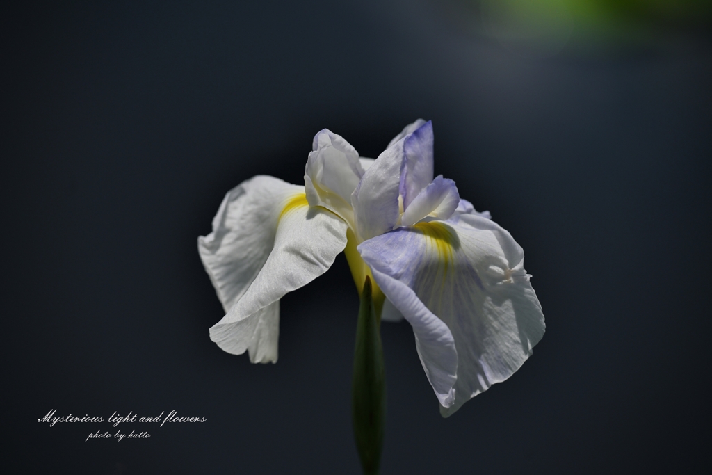 妖 光 花