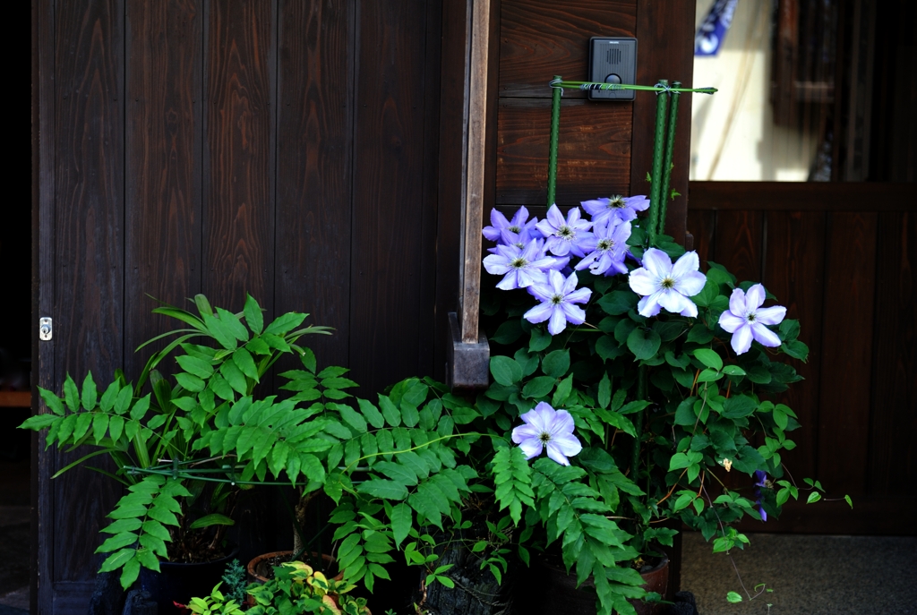 内子の軒下に咲くⅡ