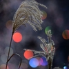 晩秋芒