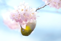 春色の蜜