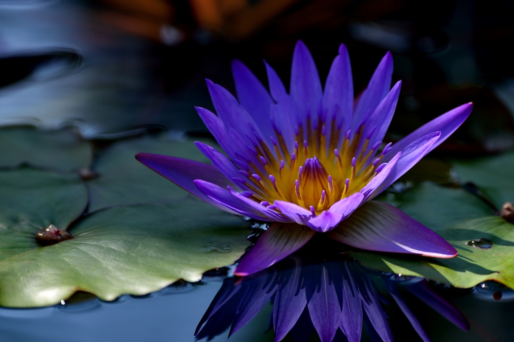 涙の泉の上花咲かせ