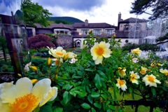 梅雨の薔薇庭園