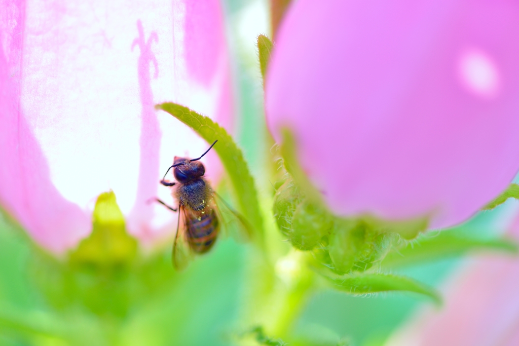 蜜はその壁の向こうに