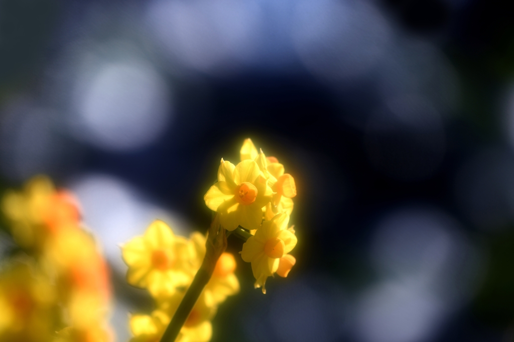 春 連 環