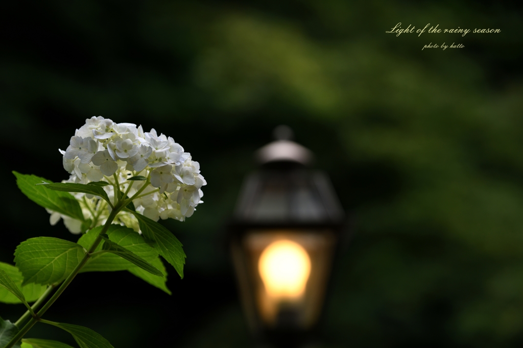 Light of the rainy season