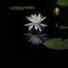 清らかな心