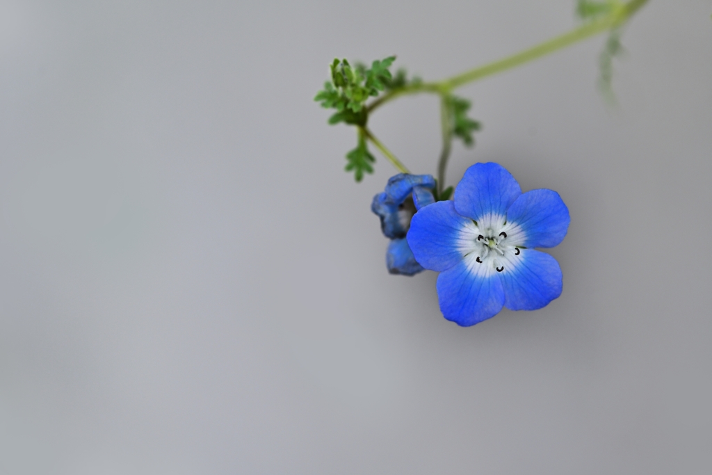 Insignia blue