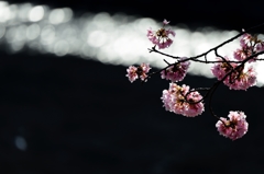 （再）桜玉と春陽玉（さくらだま　と　はるひだま）