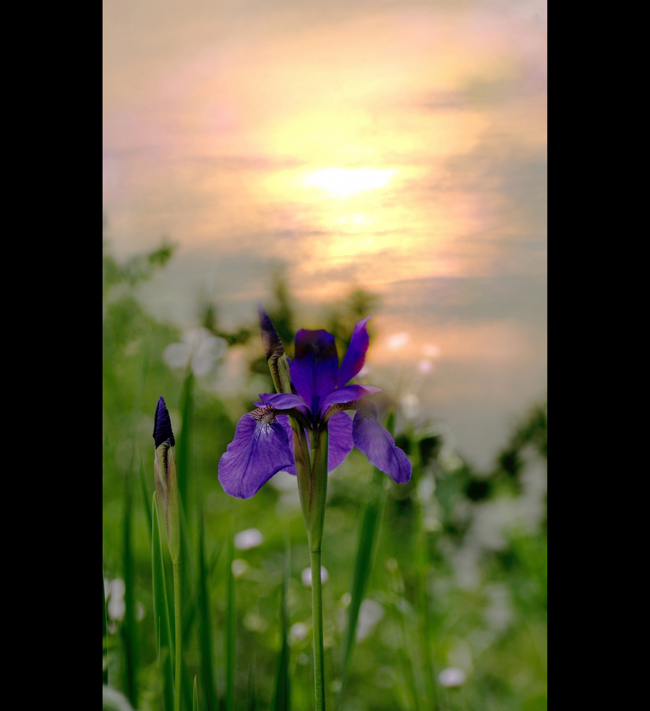菖蒲御前